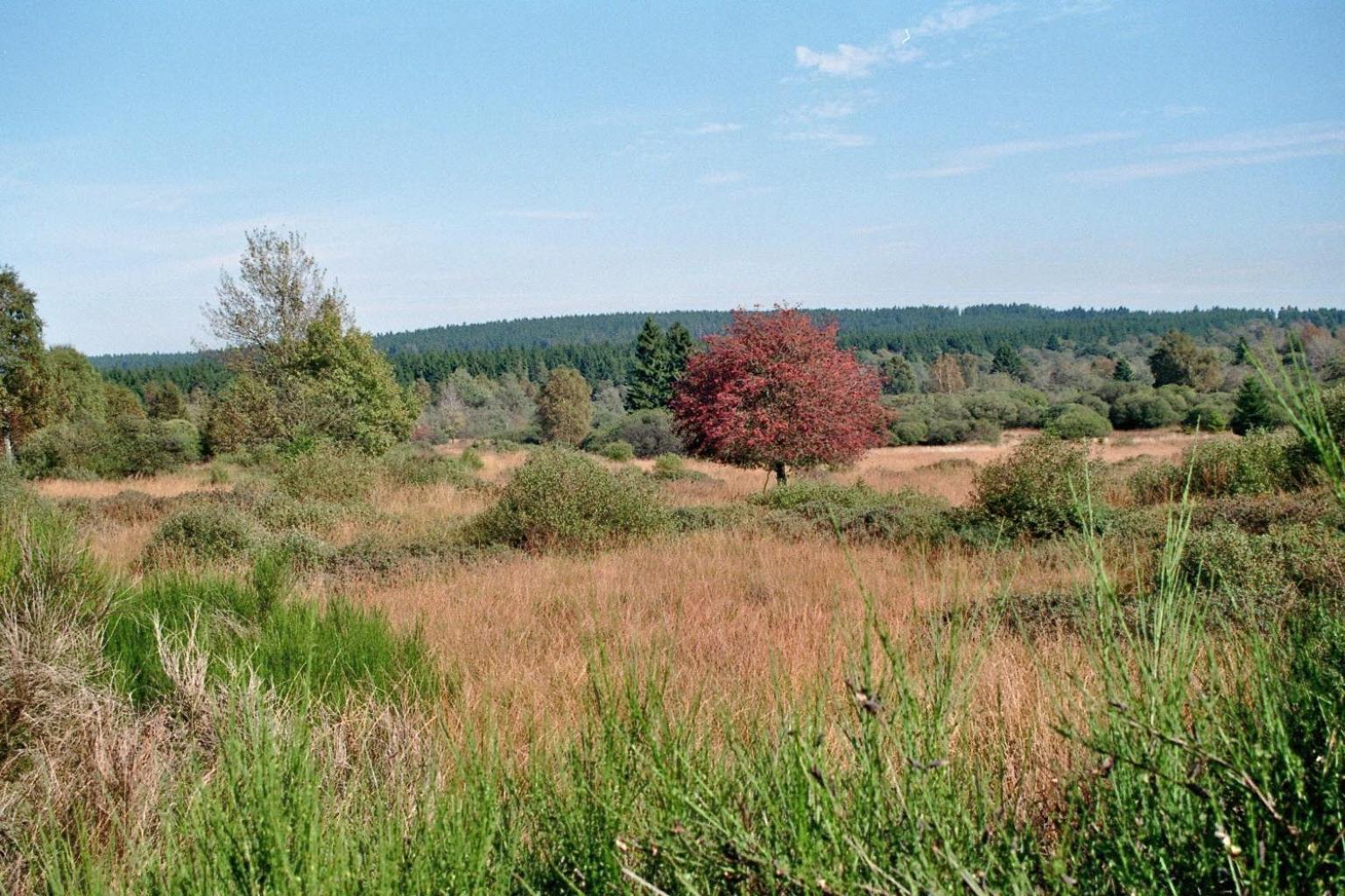 Villa Loeftchen Roetgen Esterno foto